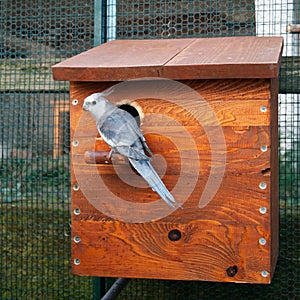 Cockatiel male and nest box