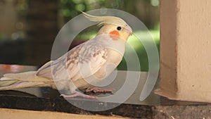 Cockatiel, a natural bird of autralia, also lives in Brazil, where it is treated as a domestic bird