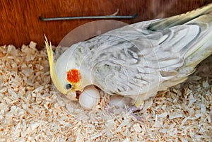 Cockatiel at nest with eggs