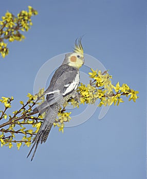 COCKATIEL nymphicus hollandicus