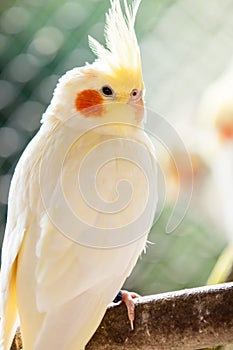 The cockatiel Nymphicus hollandicus