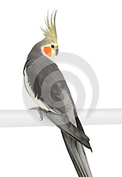 Cockatiel - Nymphicus hollandicus