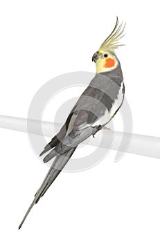 Cockatiel - Nymphicus hollandicus