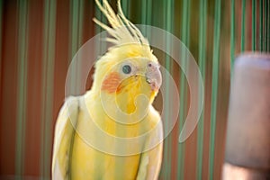 The cockatiel (Nymphicus hollandicus), also known as weiro bird, or quarrion, is a bird that is a member of its