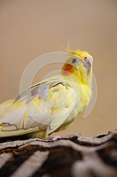 The cockatiel (Nymphicus hollandicus), also known as weiro bird, or quarrion, is a bird that is a member of its