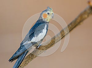 The cockatiel Nymphicus hollandicus parrot, also known as miniature cockatoo