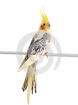 cockatiel (Nymphicus hollandicus) parrot isolated on white background