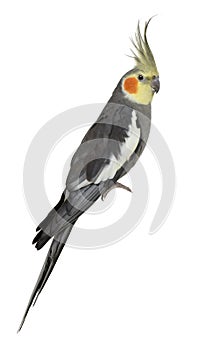 Cockatiel, Nymphicus hollandicus, perched