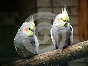 The cockatiel Nymphicus hollandicus, Weiro bird, Quarrion, Der Nymphensittich or Nimfa