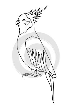 Cockatiel parrot bird. Editable outline stroke. Vector line illustration.