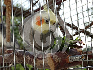 Cockatiel parrot eating plant.
