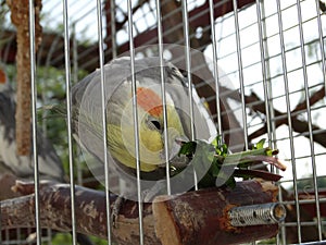 Cockatiel parrot eating plant.