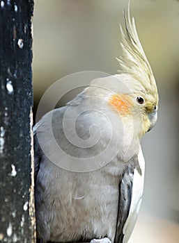 Cockatiel parrot