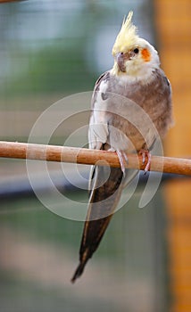 Cockatiel on perch