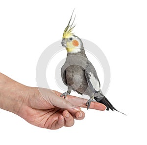 Cockatiel perched on a hand, isolated