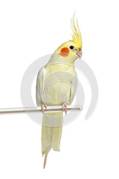 Cockatiel perched, isolated photo