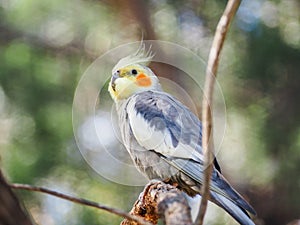 Cockatiel perched on a wooden branch