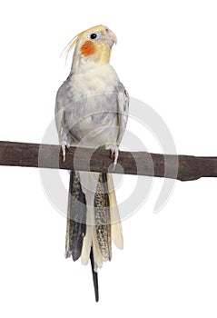 Cockatiel perching - Nymphicus hollandicus