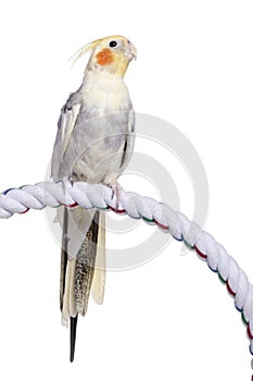 Cockatiel perching - Nymphicus hollandicus