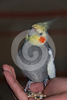 Cockatiel pet on a human hand with seeds