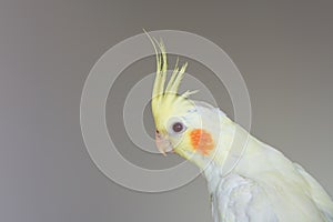 Cockatiel Portrait, Cute Baby Lutino Cockatel Close up