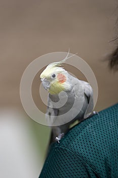 Cockatiel on Shoulder