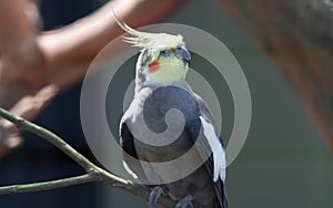 Cockatiel sitting on a branch in a cage, Nymphicus hollandicus