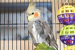 Cockatiel sitting in a wire cage