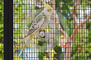 Cockatiel in a Southeast Florida Zoo Aviary