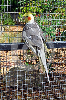 Cockatiel In a Southeast Florida Zoo Aviary