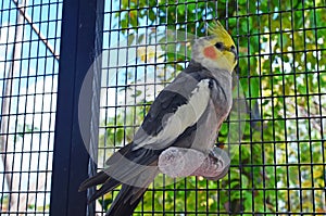 Cockatiel In a Southeast Florida Zoo Aviary