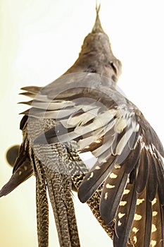 Cockatiel Stretching His Wings