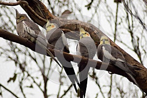 Cockatiels