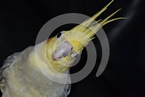 Cockatiels are beautiful animals