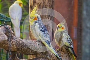 Cockatiels in diverse colors in the aviary together, popular tropical bird specie from Australia