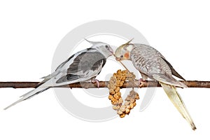 Cockatiels eating millet isolated on white background