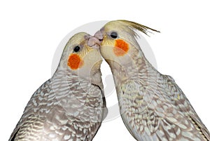 Cockatiels mutual preening