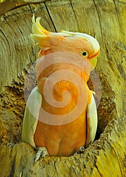 Cockatoo
