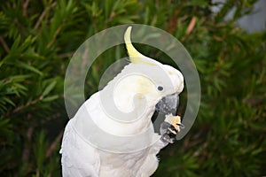 Cockatoo