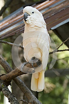 Cockatoo