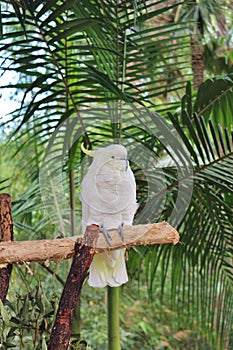 Cockatoo