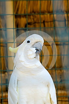 Cockatoo bird burung kaka tua raja indonesia photo
