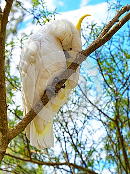 A Cockatoo bird in a bird sanctuary in Melbourne
