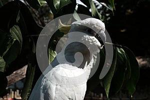 Cockatoo bird burung kaka tua raja indonesia