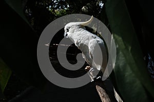 Cockatoo bird burung kaka tua raja indonesia photo