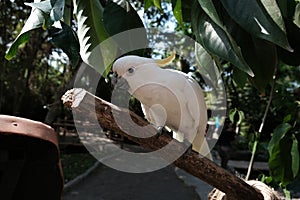 Cockatoo bird burung kaka tua raja indonesia photo