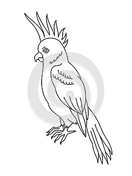 Cockatoo bird. Editable outline stroke. Vector line illustration.