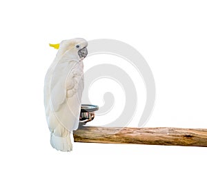 Cockatoo bird on the log on background
