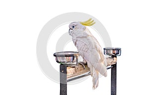 Cockatoo bird on the log on background