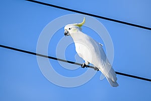 Cockatoo bird standing on a wire